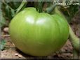 large green tomato