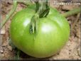 green tomato