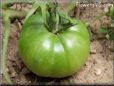 green tomato