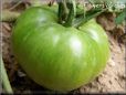 green tomato