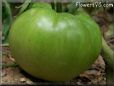 green tomato