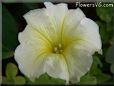 petunia flower