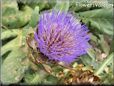 purple artichoke flower