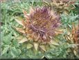 purple artichoke flower