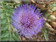 purple artichoke flower