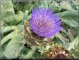 purple artichoke flower