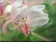 honeysuckle vine flower