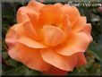 arancione