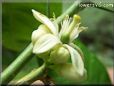 lime blossom flower