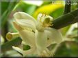 lime blossom flower