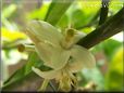 lime blossom flower