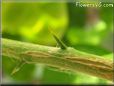 lime tree thorn
