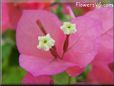pink bougainvillea pictures