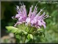 bee balm pictures