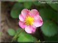 pink strawberry blossom