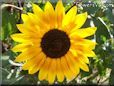 yellow maroon sunflower flower