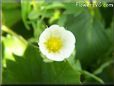 strawberry blossom