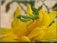 small preying mantis
