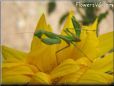 small preying mantis