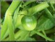 green cherry tomato