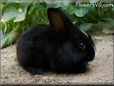 black white rabbit