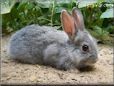 grey white rabbit