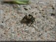 small red back jumping spider