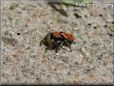 small red back jumping spider