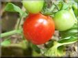 red cherry tomato