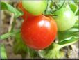 red cherry tomato