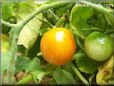 orange cherry tomato