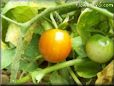 orange cherry tomato