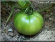 green tomato