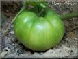 green tomato