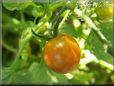 orange cherry tomato