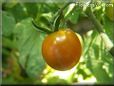 orange cherry tomato
