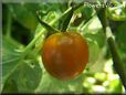 orange cherry tomato
