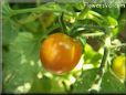 orange cherry tomato