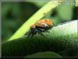 small red back jumping spider