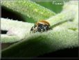 small red back jumping spider