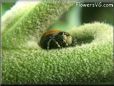 small red back jumping spider