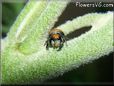 small red back jumping spider