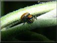 small red back jumping spider