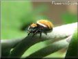 small red back jumping spider