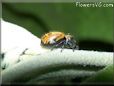 small red back jumping spider