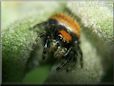 small red back jumping spider