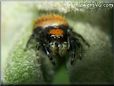 small red back jumping spider