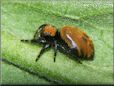 small red back jumping spider