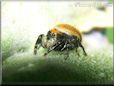 small red back jumping spider