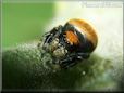 small red back jumping spider